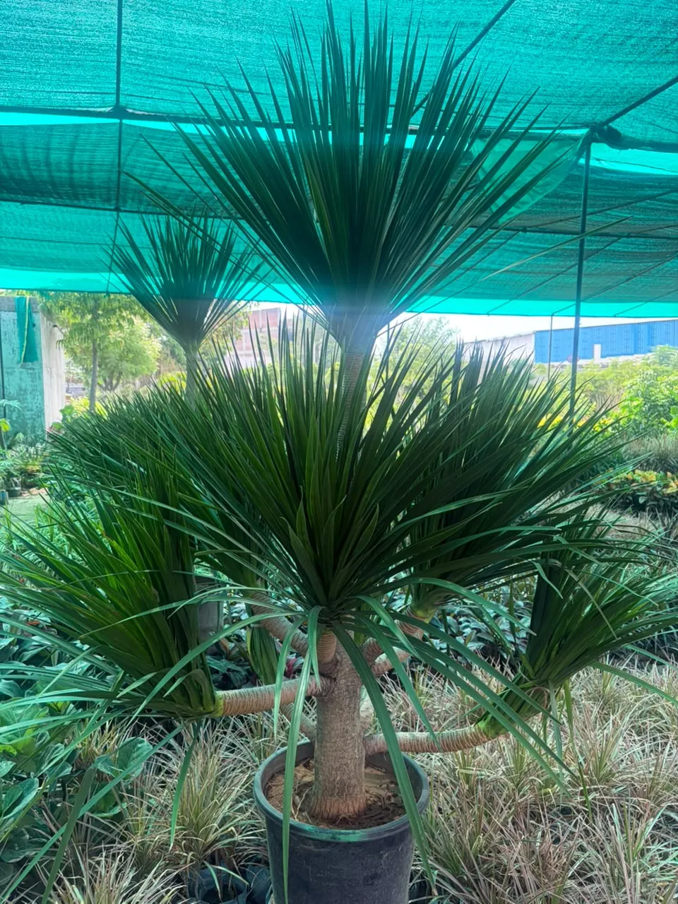 Dense green foliage plants at Jagdamba Nursery