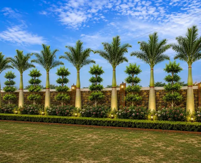 Palm-lined lawn landscaping project
