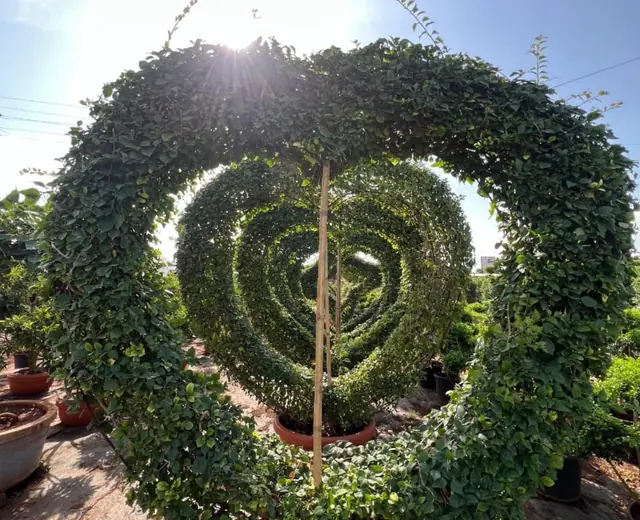 Heart-shaped topiary plant in a nursery pot