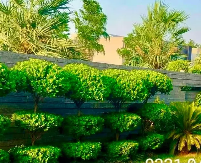 Manicured hedge and palm garden