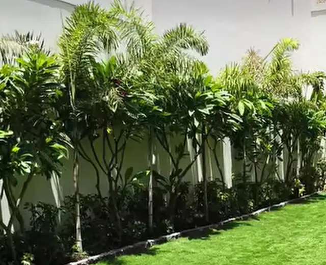 Boundary planting along a green lawn