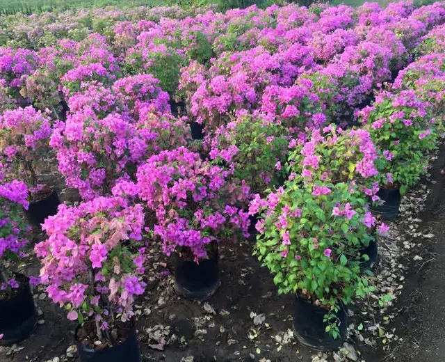 Flowering bougainvillea plants at the nursery