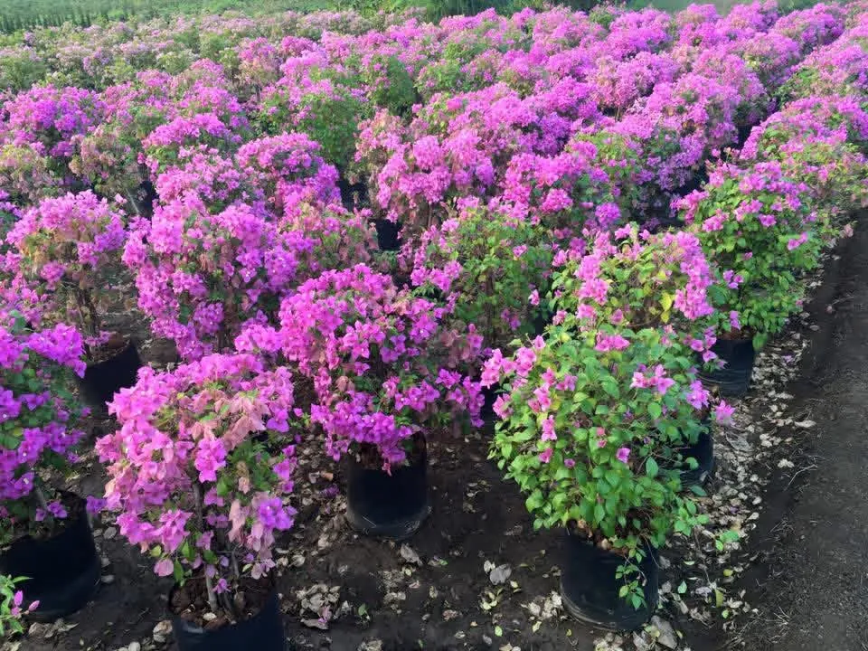 Pink flowering plants displayed at Jagdamba Nursery