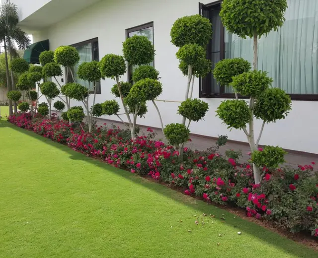 Topiary trees and flowering border beside a lawn