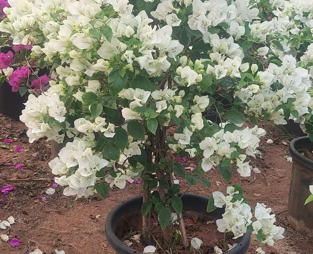 White flowering plants growing at the nursery
