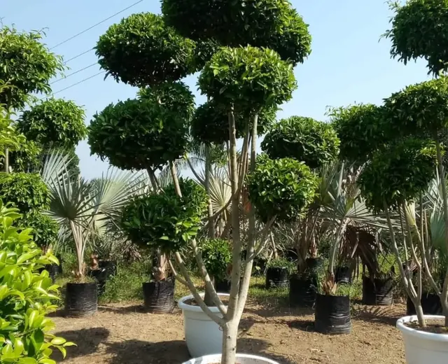 Shaped ornamental trees displayed in nursery pots