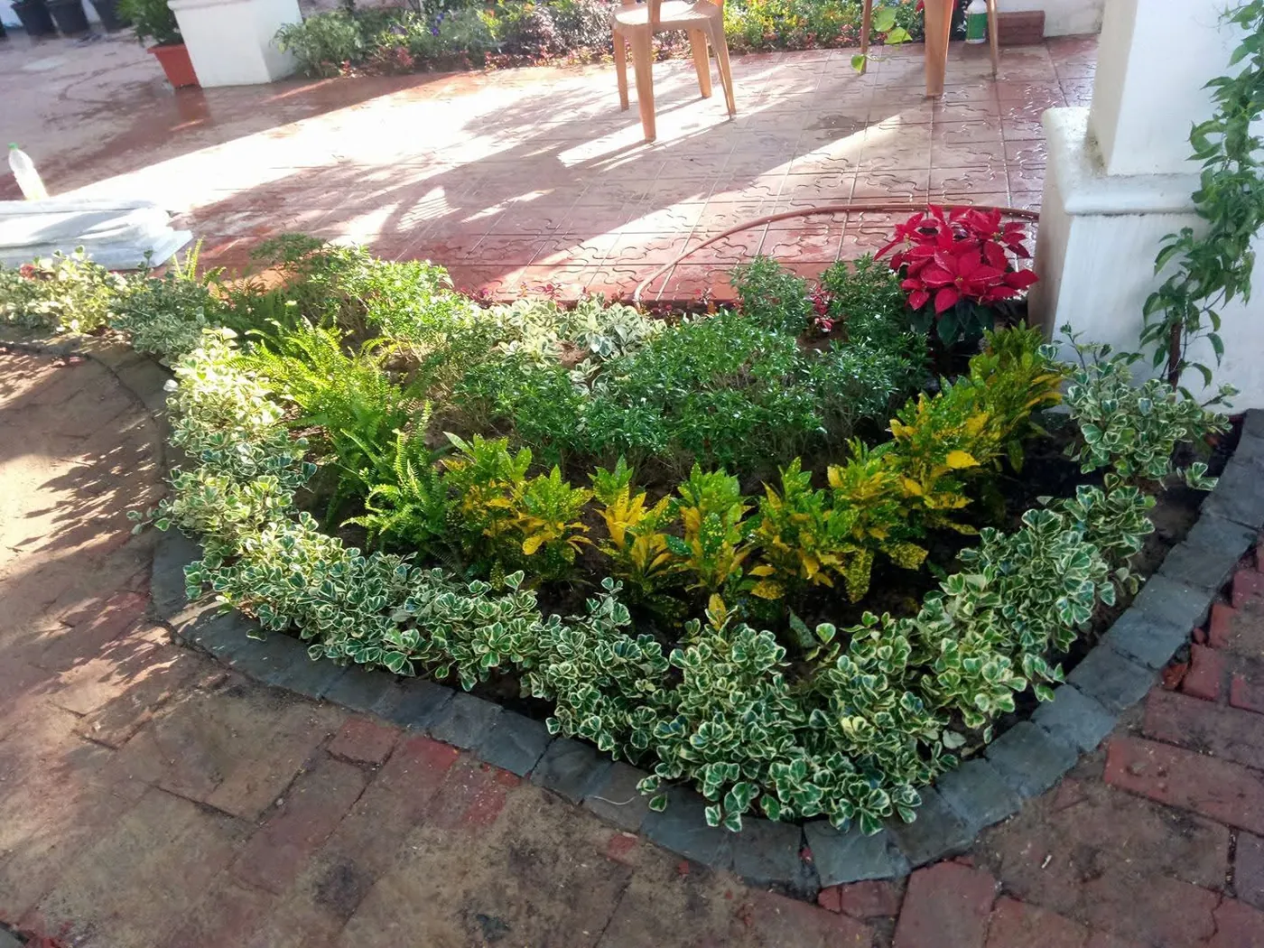 Colourful plants available at Jagdamba Nursery